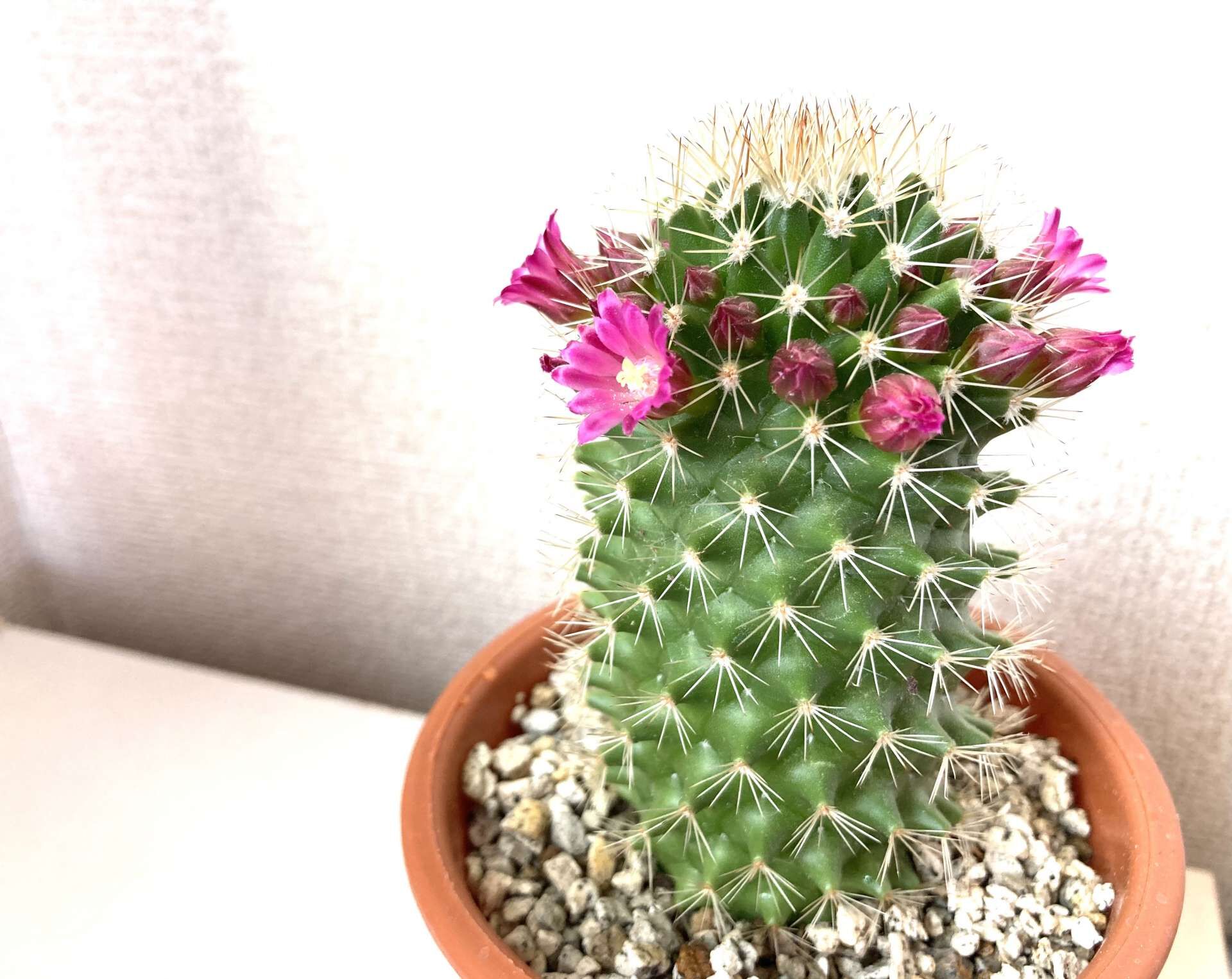 サボテンの花