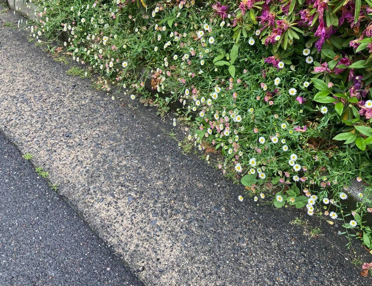 雑草という草はない