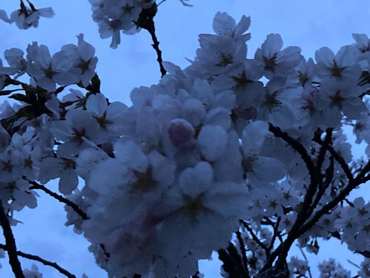 春がきました