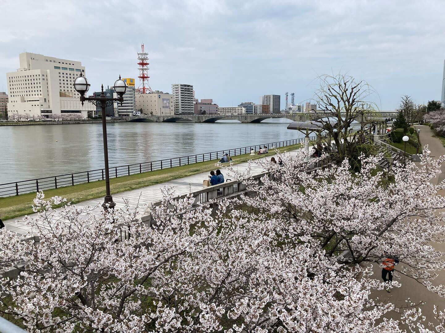 新潟市もようやく桜🌸が満開になりました！