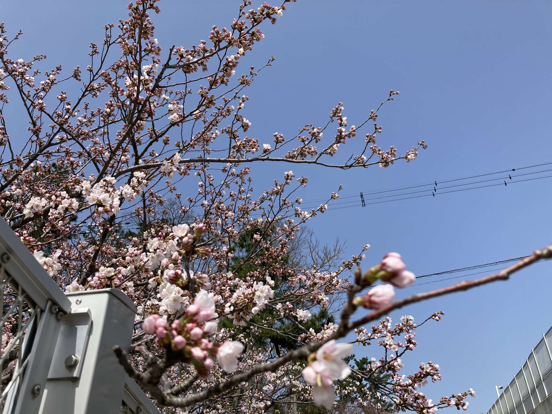 新潟にも桜が咲きました